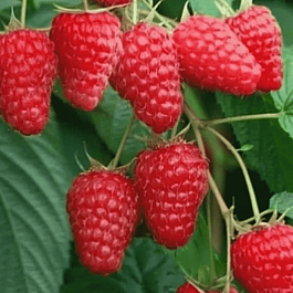 Малина Tulameen