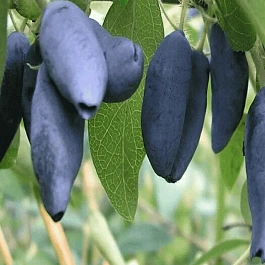 Жимолость Лебедушка