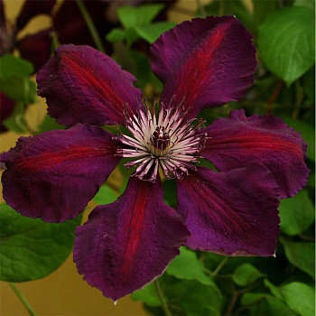 Клематис крупноцветковый Джипси Квин