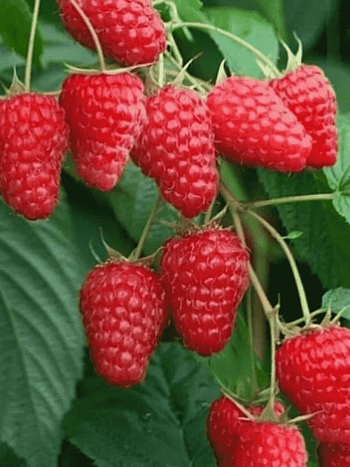 Малина Tulameen