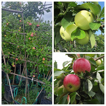 Яблоня пальметта на шпалере 5 лет+ Налив белый-Мелба