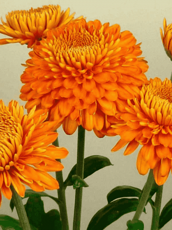 Хризантема  Margaret Bronze