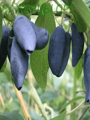 Жимолость Лебедушка