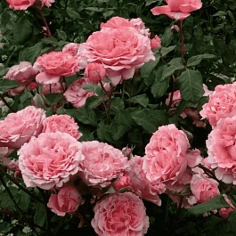 Роза кустовая Laurent Cabrol