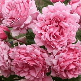 Роза плетистая Bienvenue