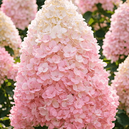 Гортензия метельчатая Silver Dollar