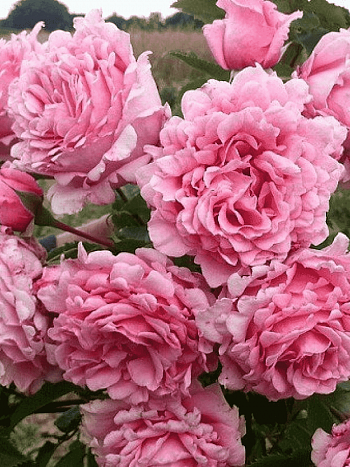 Роза плетистая Bienvenue