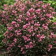 Вейгела цветущая Victoria