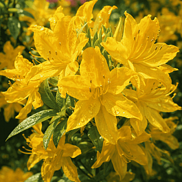 Азалия крупноцветковая Goldtopas