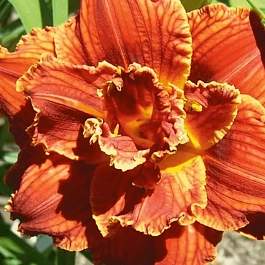 Лилейник Paprica Flame