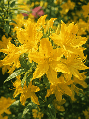 Азалия крупноцветковая Goldtopas