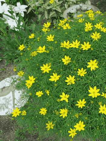 Кореопсис мутовчатый Zagreb