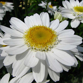 Нивяник наибольший Санни Сайд Ап