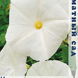 Ипомея лунноцветущая Белая