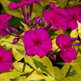 Флокс метельчатый 'Goldmine'