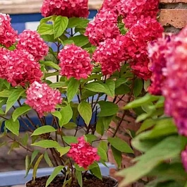 Гортензия метельчатая Bloody Mary