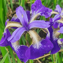 Ирис сибирский Helicopter