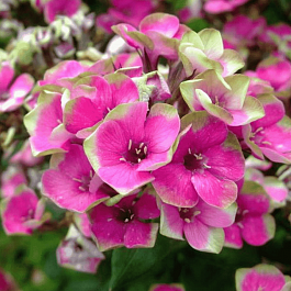 Флокс метельчатый Aureole