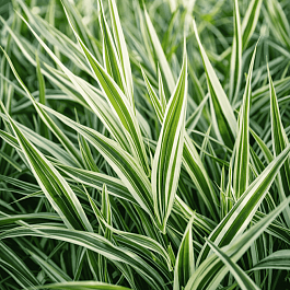 Фалярис тростниковый Elegantissima