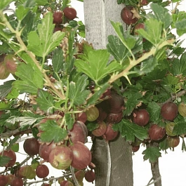 Крыжовник обыкновенный Консул