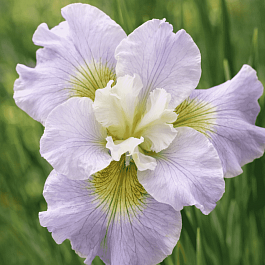Ирис сибирский Dawn Waltz