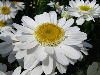 Нивяник наибольший Санни Сайд Ап