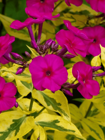 Флокс метельчатый 'Goldmine'