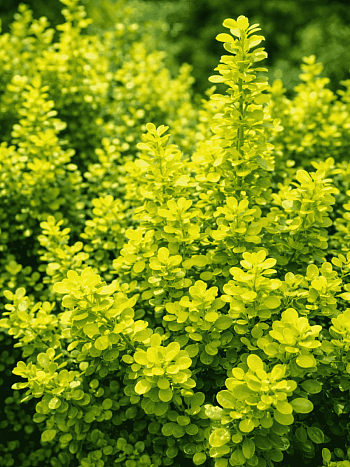 Барбарис Тунберга Golden Horizon