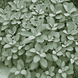 Шалфей лекарственный Berggarten Silver