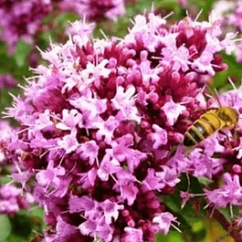 Душица Vitara Cascata Green