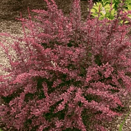 Барбарис Тунберга Rose Glow