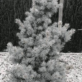 Ель колючая Mecky