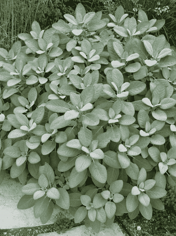 Шалфей лекарственный Berggarten Silver