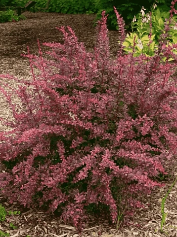 Барбарис Тунберга Rose Glow