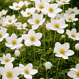 Анемона многонадрезанная Anabella White