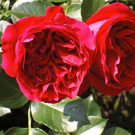 Роза плетистая Мейян Ред Эден Розе