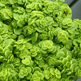 Очиток макиной Lime