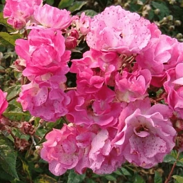 Роза кустовая Belinda