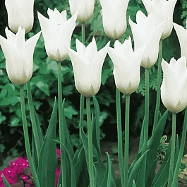 Тюльпан White Triumphator