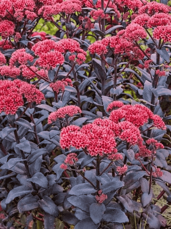 Очиток гибридный Jose Aubergine