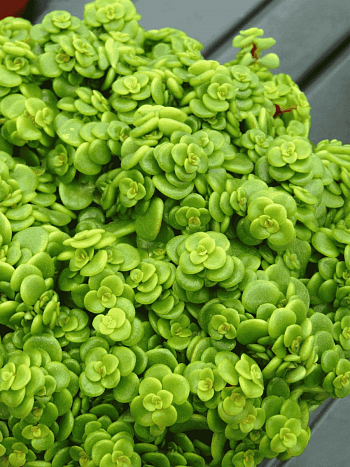 Очиток макиной Lime