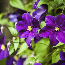 Клематис крупноцветковый Виола