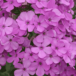 Флокс метельчатый Hesperis