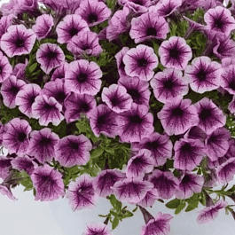 Петуния Littletunia Pink Splash (Кашпо)