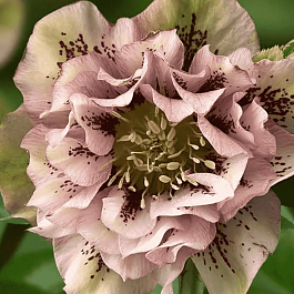 Морозник восточный Double Ellen Pink Spotted