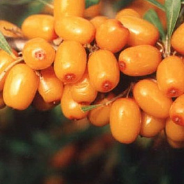 Облепиха Клавдия Облепиха Клавдия