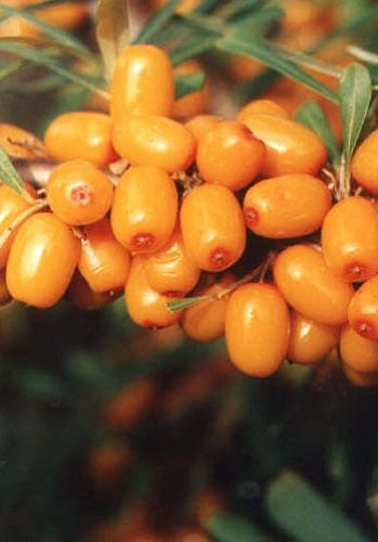 Облепиха Клавдия