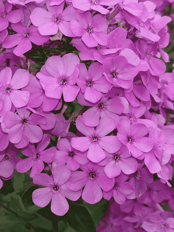 Флокс метельчатый Hesperis