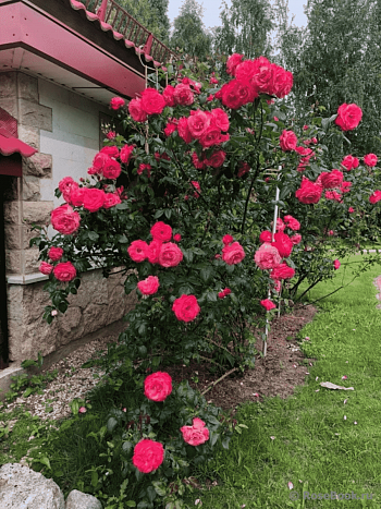 Роза Плетистая Shogun