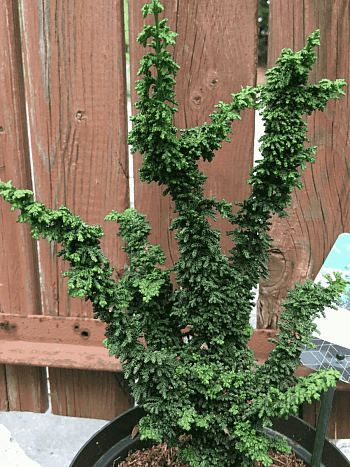 Кипарисовик тупой Chirimen